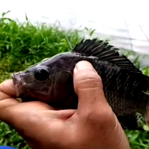 [ BELI 1 GRATIS 1 ] Essen ikan nila media lumut aroma pandan jasmine BONUS 15 ML