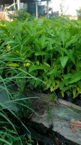 Cây Nhàu Giống To (Cao 50Cm) Trở Lên Trồng Vài tháng có trái luôn ạh!