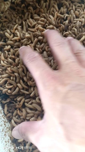 BSF Live ( Maggot Hidup ) 100g *Best Live Pet food*