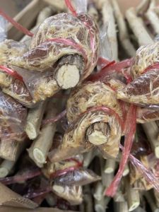 กิ่งชะอมพร้อมปลูก1ชุด50กิ่ง500บาท