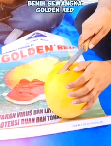 10 BUTIR BIJI/BENIH SEMANGKA BERKULIT KUNING DAGING MERAH | GOLDEN RED Benih Semangka Berkualitas Biji Semangka Kulit Kuning - Lazada