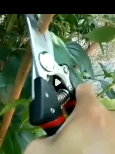 Kéo cắt cành cao cấp Kéo tỉa cành lưỡi thép sắc bén dùng làm vườn chăm sóc cây cối