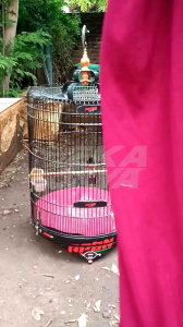 PROMO!!! Krodong Sablon SINGLE FIGHTER Dobel layer & Single Penutup Sangkar Burung Murai No1 No 2 No 3 Eka Jaya