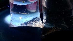 INDUK@STARTER DAPHNIA@KUTU AIR GAJAH 4 PACK 1 HARGA
