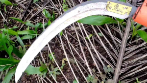 KLS PALM KING PRO EGREK SAWIT ORIGINAL MALAYSIA Alat Kebun