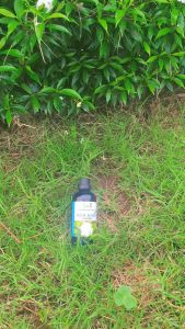 Tinh dầu hoa nhài xông thơm phòng spa khách sạn (Chai 100ml tặng lọ treo tinh dầu)