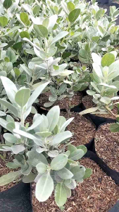 Silver Buttonwood Plant