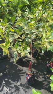 กันเกราด่าง (Variegated Kankraoต้นกันเกรา (Cyrtophyllum fragrans) สายพันธุ์พิเศษอนสลับกับสีเขียว ทำให้ดูสวยงามน่าสนใจยิ่งขึ้น