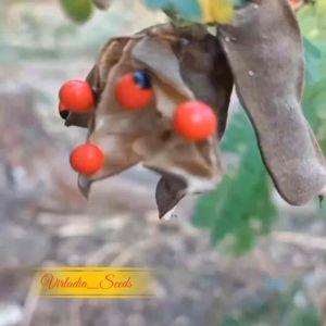 [Virladia Seeds] Biji Benih tanaman Saga Rambat (Bisa untuk bahan kolase)