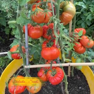 [Virladia Seeds] Biji Benih tanaman Tomat jumbo Beefsteak
