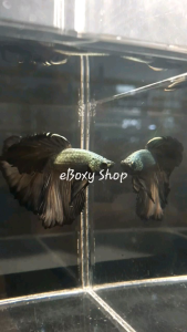 Copper Halfmoon Betta