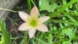 หัวดอกบัวดิน โอลด์โรสริมดอย หัวละ 10บาท