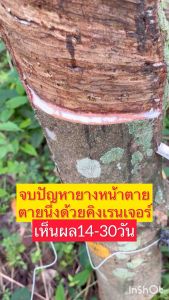 สเปรย์บำรุงยางพารา ตราคิงเรนเจอร์ แก้ปัญหายางหน้าตาย ตายนึ่ง ยางออกน้อย ป้องกันเชื้อรา 1ขวด350