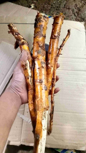 akar durian  akar pohon durian 500  gram