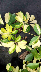 Variegated SUPLERA Live plants ☘️ indoor plants ` 7 finger Lucky plants