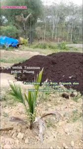 Benih Pokok Pisang Berangan，Nangka，Mas，Abu，Awak，Rastali