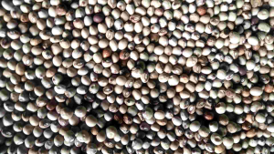 benih kacang hiris/kacang gude sayur isi (100 butir) kemasan aluminium foil