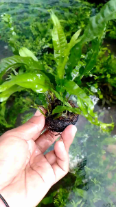 tanaman aquascape kadaka windelof tanaman low co2 media wabikusa
