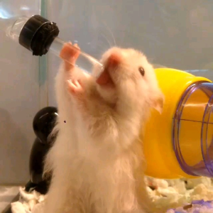 BOTOL MINUM HAMSTER UKURAN 60 ML