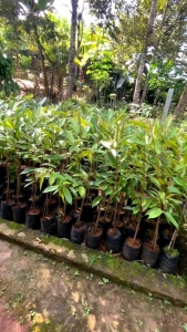 bibit durian bawor super okulasi cepat berbuah tinggi 60cm