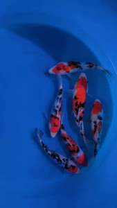 JAPAN SANKE 20-25cm from SAKAI FARM 788 per koi + shipping 50