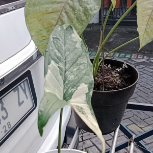 keladi atau singonium