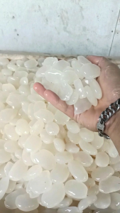 Kolang kaling asli segar 1kg 100% kenyal asli tanpa campuran fresh