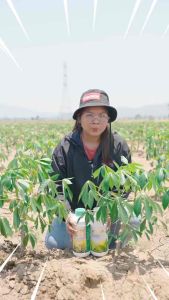 เอฟอช สารจับใบ AFORCH (1000 ซีซี) อาหารเสริมประสิทธิภาพ สารนำพาชนิดเร่งการดูดซึมเร็วแห้งไว 3-5 นาที สารผสมนำเข้าจากเยอรมัน