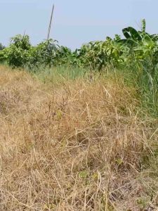 เอฟอช สารจับใบ Aforch ขนาด 1000 ซีซี Aforch ยาจับใบซึมเร็ว