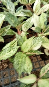 Aglonema Frozen Daun 7+8+9+10++: Tanaman Hias Indoor Tahan Lama & Mudah Dirawat