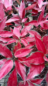 aglonema red garuda lokal daun 7+8+9+10++