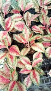 Aglonema Swet Dream: Tumbuhan Hias Untuk Dekorasi