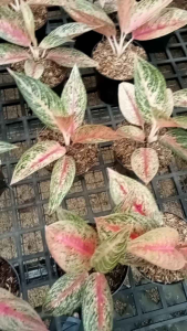 aglonema red legacy daun 7+8+9+10+++