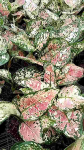 aglonema dut tri colour