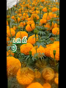 เมล็ดพันธุ์ดาวเรืองไตรซีดส์ อัลตร้าดิฟโกลด์ 499 สีเหลืองทองเข้ม เกรดพรีเมี่ยม