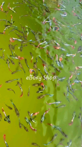 Red Mosaic Dumbo Guppy