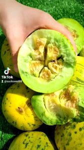 50 เมล็ดผ่านทำเล็ท ซองใหญ่ ส่งฟรี 🏵เมล็ดพันธุ์แตงไทยลายญี่ปู