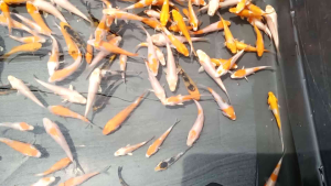 koi fish tanpa sisik mix sisik size 7-8cm  isi 25 ekor