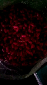 KULIT MELINJO SEGAR FRESH | MELINJO SAYUR SIAP UNTUK DI MASAK(1KG)
