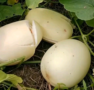 Biji | Benih Tanaman Timun Suri Putih (Repack)