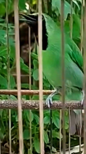 Voer Burung Kicauan. Pur Kicau Aroma Buah Segar.