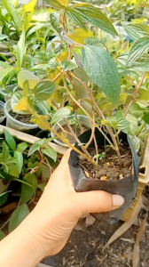 CHẬU CÂY BỌ MẮM (Cây th. u. ố. c doi thân tím) DƯỢC LIỆU QUÝ (mua 10 châu tặng một chậu)