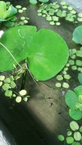 Tanaman air teratai salju