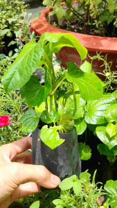 cây giống lá lốt