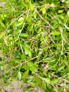 Daun Hena Segar 500g: Bibit Hena & Bubuk Hena