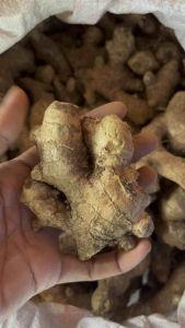 แม่ขิงแก่ ตัวดินไม่ล้าง สำหรับใช้นานๆ เก็บได้สูงสุด เสริมสร้างความงามเก่า