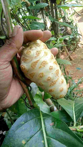 Buah mengkudu Pace segar bugar 250 gram siap kirim