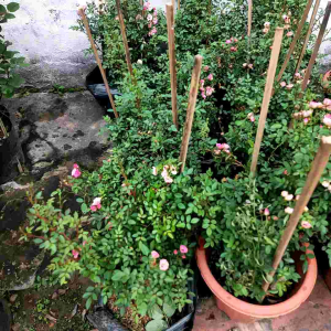 Cây hoa hồng Pingpong siêu hoa 4 mùa và rất bền cả tháng