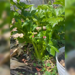 100 BIJI BENIH SELEDRI BATANG UKURAN BESAR TALL UTAH