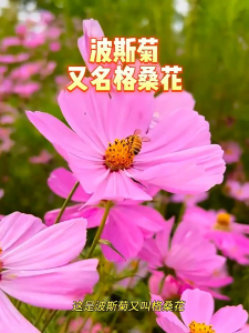 🌱 10 Biji Benih🌱Mix Colour Cosmos Flower Ulam Raja 混色波斯菊种子